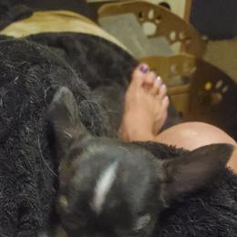 Girl 1 - Black sabled fawn female Chihuahua puppy in Oklahoma City, Oklahoma from Teacup Chihuahuas and Friends