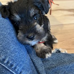 Miniature Schnauzer Puppies from Miles Family Schnauzers