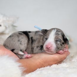 Frosthelm - Blue merle male Border Collie puppy in Conway, Missouri from 2J 2K Border Collies | Maremma Sheepdogs