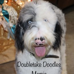 Mamie - Sheepadoodle