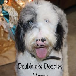 Mamie - Sheepadoodle