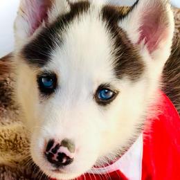 Tux - Black and white male Siberian Husky puppy in Atlanta, Georgia from Lobban Huskies