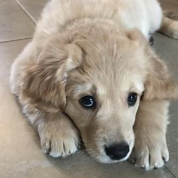 Golden Retrievers from Tammy Corrigan