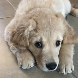 Golden Retrievers from Tammy Corrigan