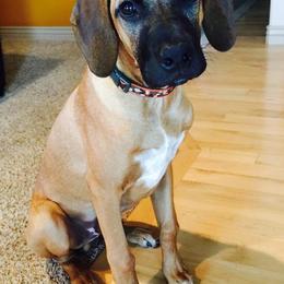 Rhodesian Ridgebacks from Hounds of Cambridge