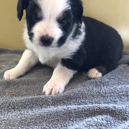 Dachshund and Miniature Australian Shepherd Puppies from Maverick Kennels