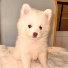 Callista - White female Pomsky puppy in Lincoln, Nebraska from Blue Heaven Pomsky