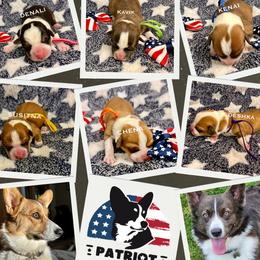 American Corgi puppies from Patriot Corgis