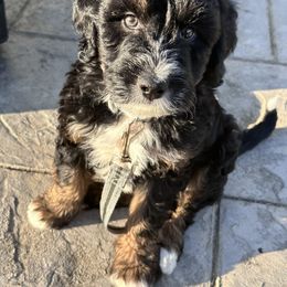 Aussiedoodle and Bernedoodle Puppies from LolliPop Farms