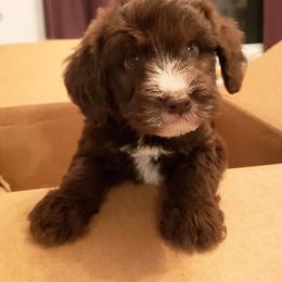 Eddie - Red male Aussiedoodle puppy in Pamplin, Virginia from Hope & Joy Acres