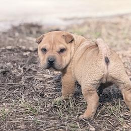 Spider - Fawn male Chinese Shar-Pei puppy in Lehigh Acres, Florida from Florida Wrinkles