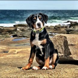 Greater Swiss Mountain Dog Puppies from Simply Swissies