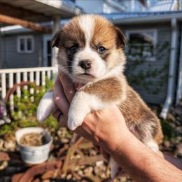 Roxanne - Sable female Pembroke Welsh Corgi puppy in Coleman, Michigan from Salt Creek Farm Dogs