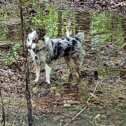 Miniature American Shepherd and Toy Australian Shepherd Puppies from Talatigi Aussies