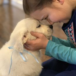 Golden Retriever Puppies from Rockinbfarms