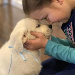 Golden Retriever Puppies from Rockinbfarms