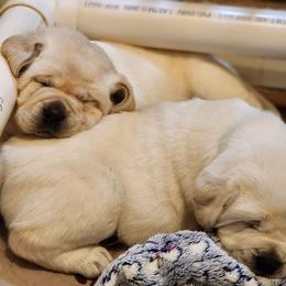 Labrador Retriever Puppies from Treasure Mountain Labrador Retrievers