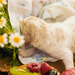Poodle Puppies from Setting the Standard Poodles