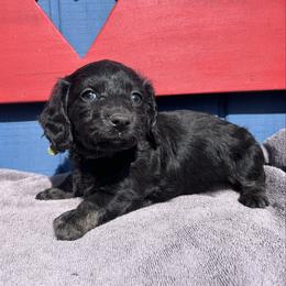 Miss Green Collar - Black female Dachshund puppy in Willow Springs, Missouri from Krazy Acre Farm