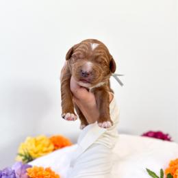 Cheshire - Red male Australian Labradoodle puppy in Palmdale, California from Pixie Doodle Paws