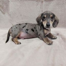 Max - Dapple male Dachshund puppy in Pana, Illinois from Doxie Waggin Tails