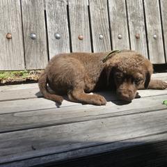 Boy 5 - Chesapeake Bay Retriever puppy in Merlin, Oregon from Creekside Chesapeakes