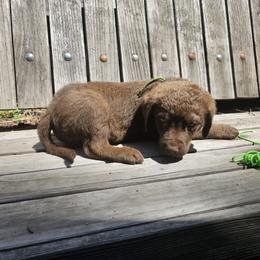 Boy 5 - Chesapeake Bay Retriever puppy in Merlin, Oregon from Creekside Chesapeakes