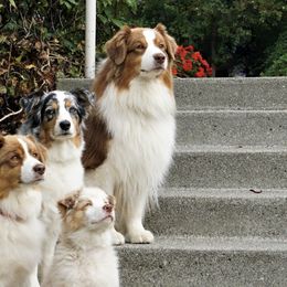 Australian Shepherds from Emerald City Aussies