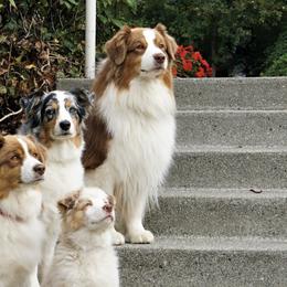 Australian Shepherds from Emerald City Aussies