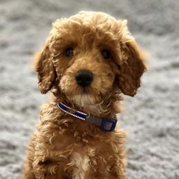 Poodles from The B Babies