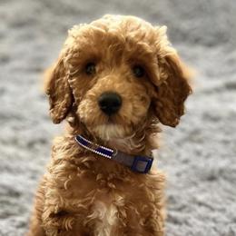 Poodles from The B Babies
