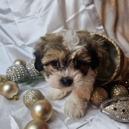 Rusty - Sable and white male Shih Tzu puppy in Tuscola, Illinois from Dream on puppies