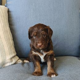 Aussiedoodle, Bernedoodle, and Cavapoo Puppies from SanTan Doodles
