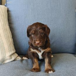 Aussiedoodle, Bernedoodle, and Cavapoo Puppies from SanTan Doodles