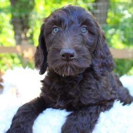 Libby - pink collar - Chocolate female Labradoodle puppy in Grants Pass, Oregon from Oregon Valley Pups