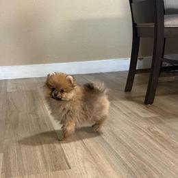 Duke - Chocolate sable male Pomeranian puppy in Phoenix, Arizona from Luxpomz