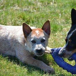 Australian Cattle Dog Puppies from Caliche Australian Cattle Dogs