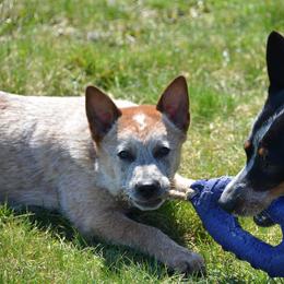 Australian Cattle Dog Puppies from Caliche Australian Cattle Dogs