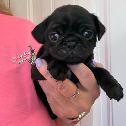 Magic - Black female Pug puppy in Ludowici, Georgia from Royal Destiny Kennels