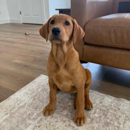 Moira - Yellow female Labrador Retriever puppy in Allons, Tennessee from UC Labradors LLC