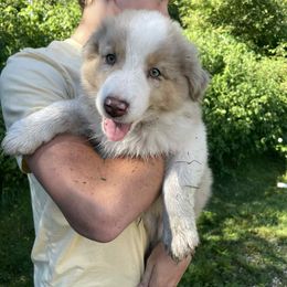 Frank - Red merle male Australian Shepherd puppy in Belmont, Vermont from Pennyrile Australian Shepherds