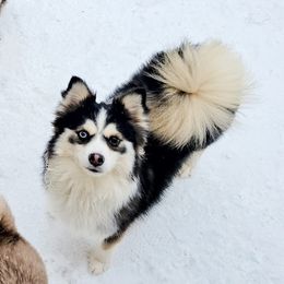 Momo - Pomsky