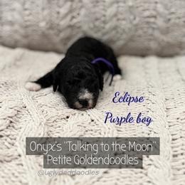 Eclipse - Black male Goldendoodle puppy in Orangevale, California from Ugly Dad Doodles