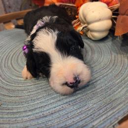 Girl 2 - Black tri-color female Aussiedoodle puppy in Mouth Of Wilson, Virginia from Holly Ridge Aussies, Aussiedoodles & Corgis