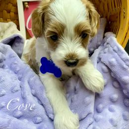 Cove - Parti male Goldendoodle puppy in Boise, Idaho from Goldendoodle Baby