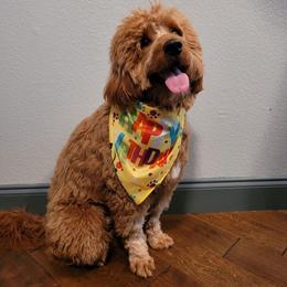 Roman - Goldendoodle