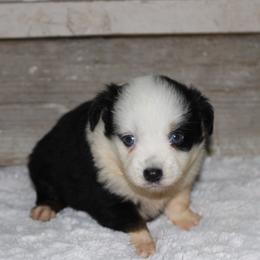 Willow - Black tri female Miniature Australian Shepherd puppy in Paris, Texas from Kuttin’ Up Mini Aussies