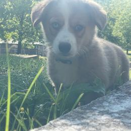 Jim - Sable male Pembroke Welsh Corgi puppy in Apison, Tennessee from Ashmore Corgis
