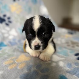 Rosie - Black and white female Cardigan Welsh Corgi puppy in Wekiwa Springs, Florida from It is Corgiland
