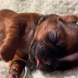 Purdy - Red and white male Shih Tzu puppy in Sacramento, California from NANA’S  QUALITY SHIH TZU'S
